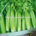 Hybrid high yield celery seeds for growing-Cai Zi